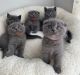 Scottish Fold Cats for sale in New Jersey Turnpike, Kearny, NJ, USA. price: NA