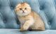 Scottish Fold Cats for sale in New Jersey Turnpike, Kearny, NJ, USA. price: NA