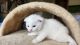 Scottish Fold Cats for sale in Savage, MN, USA. price: $1,000