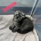 Scottish Fold Cats for sale in Burnsville, MN 55306, USA. price: $1,100