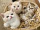 Scottish Fold Cats for sale in Orlando, FL, USA. price: $900
