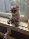 Scottish Fold Cats for sale in Burnsville, MN 55306, USA. price: $500