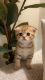 Scottish Fold Cats for sale in Punta Gorda, FL, USA. price: $1,800