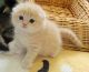 Scottish Fold Cats for sale in Palm Coast, FL, USA. price: $1,200