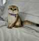 Scottish Fold Cats for sale in Miami, FL, USA. price: $1,700