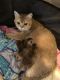 Scottish Fold Cats for sale in Wyncote, PA 19095, USA. price: NA