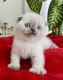 Scottish Fold Cats for sale in Davie, FL, USA. price: $2,200