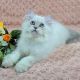 Scottish Fold Cats for sale in Davie, FL, USA. price: $1,900