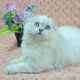 Scottish Fold Cats for sale in Davie, FL, USA. price: $2,050