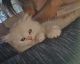 Scottish Fold Cats for sale in Coconut Creek, FL, USA. price: $1,200