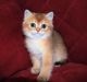 Scottish Fold Cats for sale in Jacksonville Ct, Florida 34759, USA. price: $500