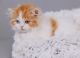 Scottish Fold Cats for sale in Staten Island, NY, USA. price: $2,500