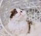 Scottish Fold Cats for sale in Staten Island, NY, USA. price: $2,500