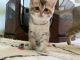 Scottish Fold Cats for sale in San Diego, CA, USA. price: $1,000