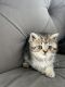 Scottish Fold Cats for sale in Prior Lake, MN, USA. price: $1,100