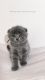Scottish Fold Cats for sale in Sacramento, CA 95826, USA. price: $1,200