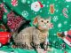 Scottish Fold Cats for sale in New Prague Blvd, Minnesota, USA. price: $1,300