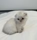 Scottish Fold Cats for sale in Asheville, NC, USA. price: $1,200