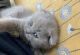 Scottish Fold Cats for sale in St. paul, Minnesota. price: $500