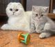 Scottish Fold Cats for sale in Winona, Minnesota. price: $1,400