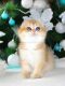 Scottish Fold Cats for sale in Los Angeles, California. price: $1,950