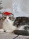 Scottish Fold Cats for sale in Los Angeles, California. price: $1,850