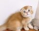 Scottish Fold Cats for sale in Los Angeles, California. price: $750