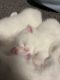 Scottish Fold Cats for sale in Renton, Washington. price: $800