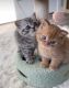 Scottish Fold Cats for sale in Chicago, Illinois. price: $400