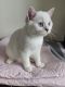 Scottish Fold Cats for sale in Allingtown, Connecticut. price: $500