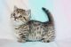 Scottish Fold Cats for sale in  Green Forest, Arkansas. price: $500