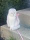 Scottish Fold Cats for sale in Centreville, Virginia. price: $2,000