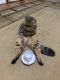 Scottish Fold Cats for sale in Greensboro, North Carolina. price: $700