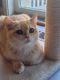 Scottish Fold Cats for sale in Burlington, New Jersey. price: $600