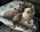 Scottish Fold Cats for sale in Gilbert, AZ 85296, USA. price: $1,200