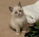 Scottish Fold Cats for sale in Bakersfield, VT, USA. price: NA