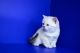 Scottish Fold Cats for sale in Québec City, QC, Canada. price: $350
