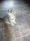 Scottish Fold Cats for sale in Jacksonville, FL, USA. price: $450