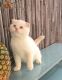 Scottish Fold Cats for sale in North Bergen, NJ 07047, USA. price: NA