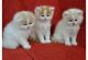 Scottish Fold Cats for sale in Atlanta, GA, USA. price: $200