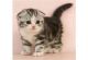 Scottish Fold Cats for sale in Atlanta, GA, USA. price: $300