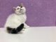 Scottish Fold Cats for sale in Atlanta, GA, USA. price: $1,200