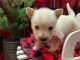 Scottish Terrier Puppies for sale in California City, CA, USA. price: $500