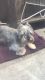 Scottish Terrier Puppies for sale in 1090 Mi Casa Ct, Concord, CA 94518, USA. price: NA
