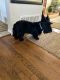 Scottish Terrier Puppies for sale in Fort Worth, TX, USA. price: NA