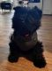 Scottish Terrier Puppies for sale in Lake View, Chicago, IL, USA. price: NA