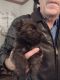 Scottish Terrier Puppies for sale in Sturgis, SD 57785, USA. price: NA