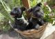 Scottish Terrier Puppies for sale in Los Angeles, CA 90022, USA. price: NA
