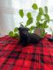 Scottish Terrier Puppies for sale in Los Angeles, CA 90022, USA. price: $1,700