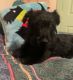 Scottish Terrier Puppies for sale in 34050 Medford Rd, Auberry, CA 93602, USA. price: $1,500